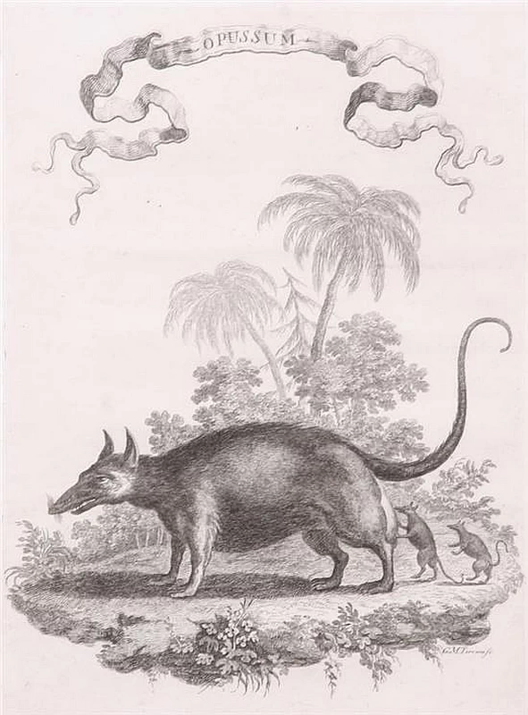 Opossum, Incisione in bianco e nero dal Gazettiere Americano, 1763